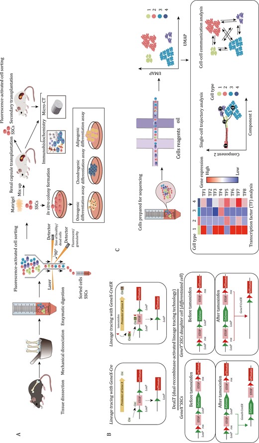 Current research methods and verification strategies on SSCs. (A) Isolation and functional assessment of SSCs: SSCs are isolated from bone tissue through mechanical grinding and enzymatic digestion, followed by sorting using FACS. The stemness and differentiation potential of SSCs are verified through in vivo dissimilation osteogenesis. Three-lineage differentiation experiments are conducted to confirm their differentiation ability. (B) Lineage tracing experiment: Cre recombinase is used to express the reporter gene (e.g., tdTomato). This allows permanent marking of cells expressing target gene and their progeny cells. In the CreER system, tdTomato expression is induced only when tamoxifen is administered. By giving tamoxifen at different time points, cre-expressing cells and their progeny can be permanently labeled. The DeaLT tracking system enables labeling of two different types of cells simultaneously. After tamoxifen induction, lineages can be distinguished by being labeled with different fluorescence by different genes. (C) Flow chart of single-cell sequencing and data analysis involves various analyses such as cell subtype classification, transcription factor analysis, single-cell trajectory analysis, and cell–cell communication.