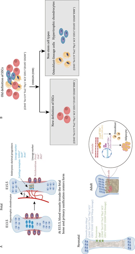 Marker genes of embryonic skeletal progenitors and SSCs at different time points in long bones and the current definition of SSCs immunophenotype. (A) At E15.5, hypertrophic chondrocytes secrete Vegfa to induce blood vessel invasion and form the primary ossification center. Embryonic cartilage templates are labeled by Col2a1, Sox9, and Acan. Perichondrium is labeled by Prrx1, Hox11, Ctsk, and Dlx5. Postnatal SSCs in the growth plate are labeled by Pthrp. Periosteal SSCs are labeled by Ctsk. Lepr+ CAR cells can be distinguished into osteogenic Oln+ cells next to the arteriole and adipogenic Oln− cells next to the sinusoid. (B) The previous immunophenotype of SSCs was defined as Lin−CD200+CD105−THY1−6C3−, which included osteoblasts and hypertrophic chondrocytes. The EMB marker can distinguish the osteoblasts and hypertrophic chondrocytes mixed into SSCs, and the updated immunophenotype of SSCs is now defined as Lin−CD200+CD105−THY1−6C3−EMB−.