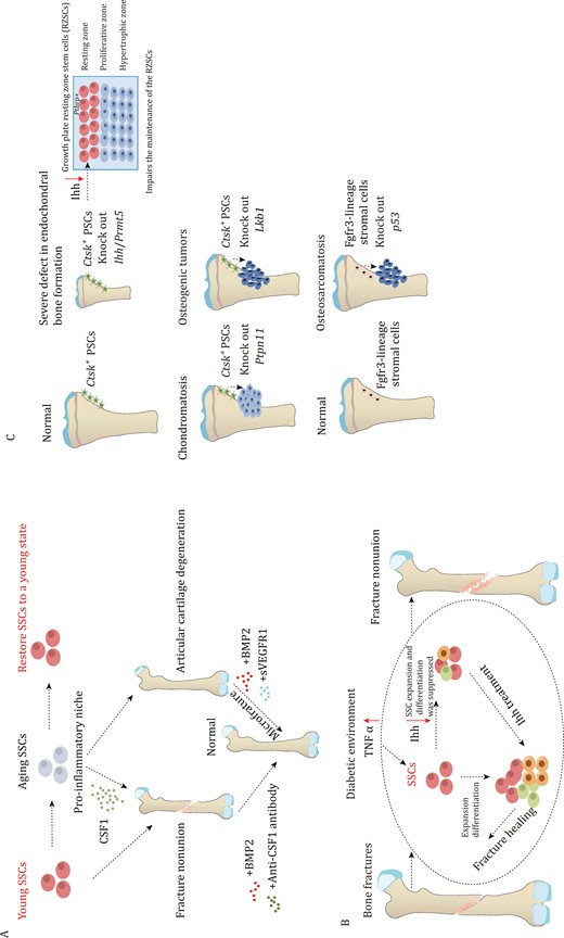 The role of SSCs in bone fracture and bone disease. (A) Aging SSCs can cause a pro-inflammatory niche through secreting CSF1, which leads to poor fracture healing. However, administration of BMP2 and anti-CSF1 antibody improves the healing process. Aging SSCs also lead to articular cartilage degeneration, but administration of BMP2 and sVEGFR1 can help improve this condition. (B) during bone fracture healing, SSCs undergo expansion and enhance their ability to differentiate in order to facilitate the repair process. However, in a diabetic environment, inflammatory signaling pathways are activated, leading to increased secretion of TNFα. This excessive TNFα inhibits Ihh, which, in turn, affects the expansion and differentiation capability of SSCs. Ihh treatment is administered to enhance the vitality of SSCs and improve their ability to repair fractures in the diabetic environment. (C) Mice with Prmt5 knockout in Ctsk+ PSCs display gradual impairments in both intramembranous and endochondral bone formation. The deficiency of Ihh derived from PSCs is responsible for the latter. The deletion of Ctsk+ PSCs-specific Ihh hampers the maintenance of resting zone stem cells, leading to significant abnormalities in postnatal endochondral bone formation. Knocking out Ptpn11 in Ctsk+ PSCs leads to chondromatosis, while lack of Lkb1 leads to osteosarcoma. Additionally, loss p53 in endosteal Fgfr3-lineage stromal cells leads to osteosarcoma.