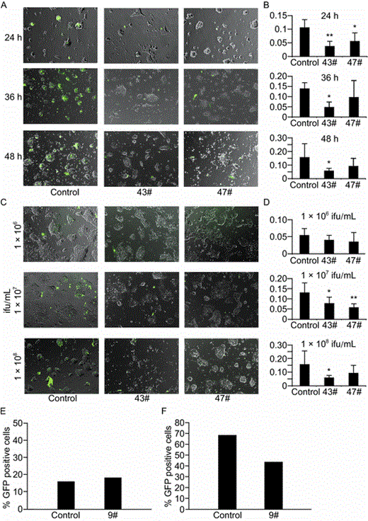 ES cells overexpressing Hdac6 show resistance to adenovirus infection. (A) Representative images showing infection of GFP-expressing adenovirus (Ad-GFP, 1 × 108 ifu/mL) in Hdac6tg V6.5 ES cell clones compared to control V6.5 ES cell clones, at 24, 36 and 48 h after infection. (B) The proportion of GFP-positive cells out of a total of 300 cells in (A) was analyzed under a fluorescence microscope. Infection frequencies, referring to the percentage of GFP-positive cells, at various hours after infection, were plotted. (C) Representative images showing infection of various titers of Ad-GFP in Hdac6tg V6.5 ES cell clones compared to control ES clones. (D) Infection frequencies of the cells in (C) were plotted. (E) Wild-type BF10 ES cell clones and Hdac6tg BF10 ES cell clones were infected with 106 ifu/mL of Ad-GFP. At 36 h after infection, the percentage of GFP-positive cells was measured by flow cytometry. (F) Wild-type BF10 ES clones and Hdac6tg BF10 ES clones were infected with 108 ifu/mL of Ad-GFP. At 36 h after infection, the percentage of GFP-positive cells was measured by flow cytometry. *P < 0.05, **P < 0.01, compared to controls