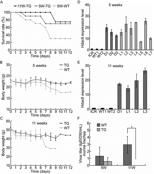 Survival rate and body weight of Hdac6 transgenic mice after virus infection. (A) Survival rate of Hdac6 transgenic mice at 5-week (n = 10) or 11-week-old (n = 6) and wide-type mice (n = 10) at 5-week-old. Lethality of avian H5N1 influenza virus was compared for TG and WT mice. Groups of 10 mice were infected i.n. with 0.8 LD50 virus and examined daily for 12 days. (B) Body weight of Hdac6 transgenic and wide-type mice at the age of 5 weeks. Mean body weight variation is compared among different TG and WT mice infected i.n. with 0.8 LD50 or 1.1 LD50 virus and examined daily for 12 days. (C) Body weight of Hdac6 transgenic and wide type mice at the age of 11 weeks. Some time points for 11-week-old mice were missing due to collection for other analysis, including virus replication. (D and E) Relative expression levels of Hdac6 in Hdac6 transgenic mice, compared with WT and ICR controls at 5-week (D) or 11-week-old (E). D, dead; L, live. (F) Mice were inoculated with 0.8 or 1.1 LD50 of virus. Trachea were then collected on day 3 and 9 and titrated in embryonated chicken eggs. The mean virus titers (log10EID50/mL) at two time points from two mice per group are shown (Mean ± S.E., n = 4)