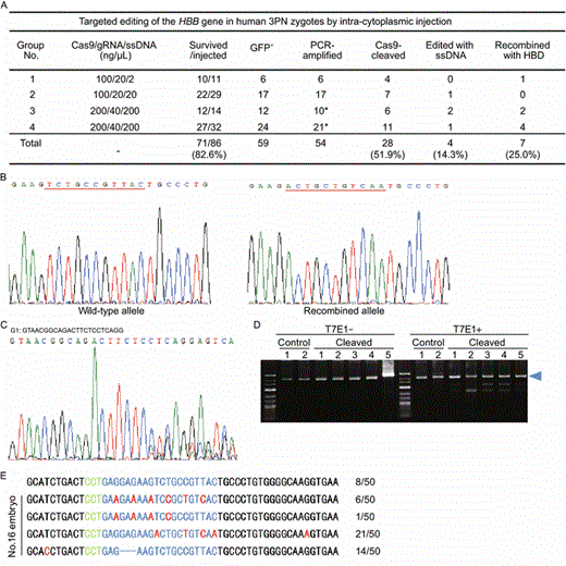 Targeting of theHBBgene in human tripronuclear (3PN) zygotes using CRISPR/Cas9. (A) Four groups of 3PN zygotes were injected intra-cytoplasmically with GFP mRNA (50 ng/μL) and Cas9/gRNA/ssDNA in different concentration combinations. The genomes of GFP+ embryos were first amplified by multiplex displacement amplification. The region spanning the target site was then PCR amplified, subcloned into TA vectors, and sequenced. * Indicates that target fragments in 5 GFP+ embryos failed to be PCR amplified. (B) Sequencing chromatographs of the wild-type allele and recombined allele generated by homologous recombination between HBB and HBD are shown here. The region with base substitution is underlined with red line. (C) A representative sequencing chromatogram of the region spanning the target site in Cas9-cleaved 3PN embryos. Double peaks near the PAM sequence (green) are indicated. (D) Five embryos with double peaks near the PAM sequence were randomly selected for the T7E1 assay. Blue arrowhead indicates the expected size for uncut PCR products. Control, amplified products from target regions with no double peaks near the PAM sequence. (E) Embryo No.16 from group 3 was used to PCR amplify sequences spanning the gRNA target regions of the HBB gene. The PCR products were then subcloned and sequenced. A total of 50 clones were examined, and the number of clones for each pattern indicated. PAM, green. G1 gRNA sequence, blue. Point mutations, red