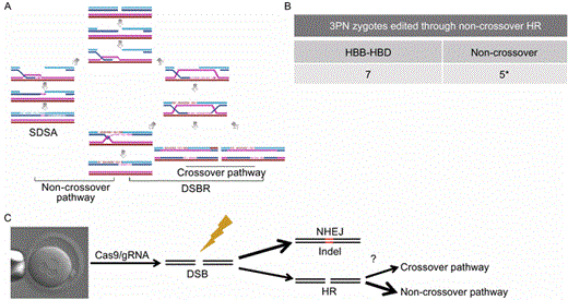 Repair of double-strand breaks at theHBBgene in human early embryos occurs preferentially through the non-crossover pathway when HDR is utilized. (A) In human cells, DSBs may be repaired through the double-strand break repair (DSBR) pathway or the non-crossover synthesis-dependent strand annealing (SDSA) pathway. Both crossover and non-crossover DSBR can occur. (B) The HBD locus from the 7 recombined 3PN embryos were similarly examined as above. * Indicates that the HBD locus failed to be amplified in two of the embryos. (C) In human embryos, repair of DSBs generated by CRISPR/Cas9 occurs mainly through NHEJ. If HDR is utilized, the non-crossover pathway is preferred