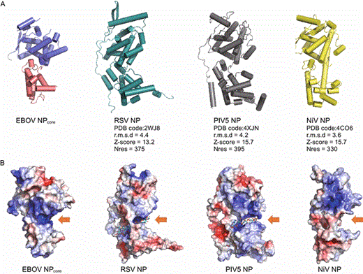 单核病毒NPs的结构比较。（A） EBOV NPcore与RSV、PIV5和NiV NP的结构比较。NP显示为动画。RSV（PDB代码：2WJ8）、PIV5（PDB编号：4XJN）和NiV（PDB代码：4CO6）NP分别为青色、灰色和黄色。排列信息列在每个分子下面。所有分子都与EBOV NPcore的结构对齐，并以相同的方向显示。（B） EBOV NPcore与RSV、PIV5和NiV NP的静电势比较。RNA结合的正电荷口袋用橙色箭头表示。RSV和PIV5 NP中的RNA分子显示为彩色棒