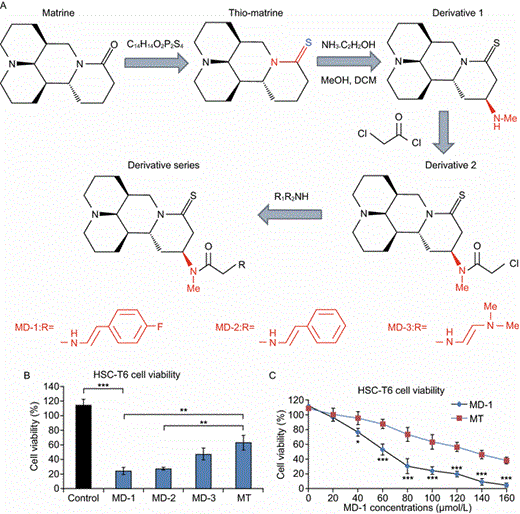 Novel thio derivatives of MT inhibit the proliferation of HSC-T6 cells. (A) The chemical structure of MD-1, MD-2, and MD-3. (B) The inhibitory effects of MD-1, MD-2, and MD-3 on the proliferation of HSC-T6 cells (MD-1 group: 24.2% ± 5.0%; MD-2 group: 27.4% ± 1.6%; MD-3 group: 47.2% ± 8.1%; MT group: 62.9% ± 10.0%; control group: 114.2% ± 8.5%; n = 3 in each group). (C) A concentration-dependent plot of the effect of MD-1 and MT on the proliferation of HSC-T6 cells. IC50 of MD-1 and MT was 62 µmol/L and 128 µmol/L, respectively