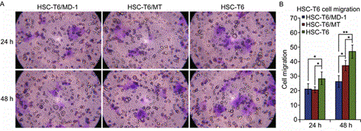 Inhibitory effects of MD-1 on the motility of HSC-T6 cells. (A) Top: Representative picture to show the migration ability of HSC-T6 cells at the same cell viability (50%) after 24 h of drug action (MD-1, MT, and control). Bottom: After 48 h of drug action. (B) Statistics for the migration ability of HSC-T6 cells. *P < 0.05; **P < 0.01