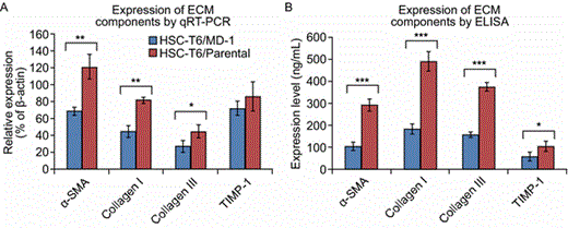 Inhibitory effects of MD-1 on ECM synthesis and secretion in HSC-T6 cells. (A) Relative expression levels of ECM components, including α-SMA, collagen I and III, and TIMP-1, as detected by real-time quantitative PCR (qRT-PCR). *P < 0.05; **P < 0.01. (B) Expression of ECM components in the collected cell supernatant as determined by ELISA. *P < 0.05; ***P < 0.001