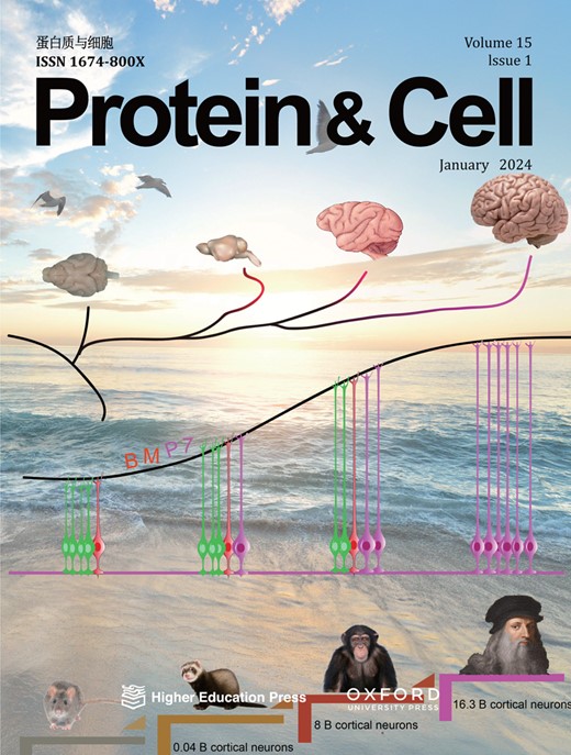 Protein & Cell Cover Image for Volume 15, Issue 1