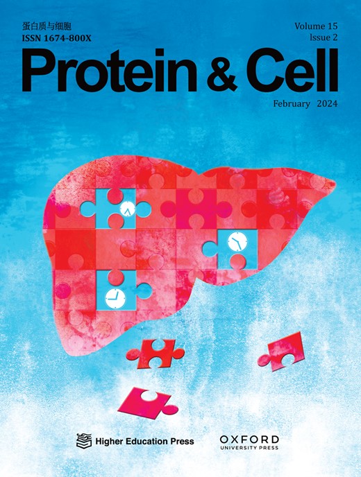 Protein & Cell Cover Image for Volume 15, Issue 2