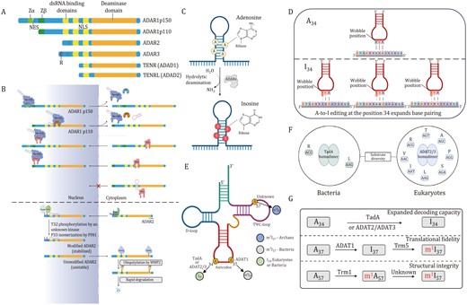 Deamination of adenosine-to-inosine by ADAR, tRNA (ADAT) and ADAD proteins and cellular localization of ADAR1 and ADAR2. (A) Members of the human ADAR family (ADAR1, ADAR2, and ADAR3) and ADAD family (TENR and TENRL) share common functional domains. These include two or three repeats of the dsRBD and a catalytic deaminase domain. Certain ADAR members possess unique structural features, such as Z-DNA-binding domains (Zα and Zβ) and Arg-rich ssRNA-binding R domain. (B) XPO1 binds to NES located within Zα structural domain and regulates nuclear export of ADAR1p150 in the presence of Ran-GTP. Nuclear import of ADAR1p110 is mediated by binding of TRN1 to the third dsRBD. NLS located in the third dsRBD binds with TRN1 to assist in the targeting of ADAR1 in the nucleus (top). Localization of ADAR2 in the nucleus and nucleolus is regulated by the interaction between karyopherin subunit α1 (KPNA1) and KPNA3, which bind to the NLS located in N-terminal region. Phosphorylation of Thr32 enables interaction of ADAR2 with prolyl-isomerase PIN1 in a dsRNA-binding-dependent manner, which isomerizes Pro33 and positively controls the nuclear localization and stability of ADAR2. E3 ubiquitin ligase WWP2 promotes rapid degradation of ADAR2 in cytoplasm (bottom). (C) Adenosine deaminases acting on RNA convert adenosine to inosine via hydrolytic deamination. (D) The formation of inosine 34 in tRNA. Anticodon pairing for unmodified (left, U-ended codons) and modified (right, U-, C-, and A-ended codons) tRNAs. (E) Schematic diagram of the cloverleaf tRNA secondary structure. (F) Substrate diversity of tRNA-specific deaminases in bacteria (TadA) and eukaryotes (ADAT2/3). (G) Diverse functions of A-to-I modifications in tRNAs. D-loop, dihydrouridine-loop; SAH, S-adenosyl-L-homocysteine; SAM, S-adenosyl-L-methionine; TadA, tRNA adenosine deaminase A; TrmI, tRNA methyltransferase; Trm5, tRNA methyltransferase 5; TΨC-loop, ribothymine-pseudouracyl-cytosine-loop. Ub, ubiquitin.