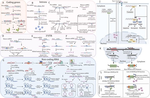 Regulatory mechanisms for RNA editing-dependent and -independent roles of ADARs and the function of ADAR1p150 isoform in regulating innate immune and cell death responses to dsRNA. (A) In coding regions, A-to-I editing leads to amino acid changes (recoding). (B) A-to-I editing in the intron of pre-mRNA results in stabilization of mRNA and abundance of protein. (C) A-to-I editing of donor sites, acceptor sites, and branch points in pre-mRNA intron plays a role in pre-mRNA alternative splicing. (D) ADAR1 and ADAR2 interact with human antigen R (HuR) proteins to co-regulate common transcripts. (E) By creating or disturbing the binding site of the miRNAs, editing of the 3ʹUTR can alter mRNA stability. Loss of the ability to bind miRNA (left); acquired the ability to bind miRNA (right). (F) ADAR1 competes with Staufen1 protein for dsRNA-binding sites and antagonize Staufen1-induced mRNA decay of antiapoptotic genes. (G) Primary miRNA (pri-miRNA) transcripts fold to form dsRNA structures, which are processed in the nucleus into precursor-miRNAs (pre-miRNAs) of ~70 nucleotides in length by the RNase III protein Drosha, in complex with the pri-miRNA recognition factor DGCR8. Pre-mRNAs are then exported to the cytoplasm, where they are processed further by another RNase III protein, Dicer, in complex with TRBP to generate double-stranded, mature miRNAs of ~22 nucleotides in length. Mature miRNAs are loaded onto Argonauteproteins and together form the core of the RISC. The miRNA guide strand directs the RISC to the target mRNAs, causing translation repression or mRNA decay. The A-to-I editing may affect the process at three different points. I: in pri-miRNA, editing occurs at the RNA site that binds to Drosha and DGCR8, which causes the formation of fragmented pri-miRNA; II: in pre-miRNA, ADAR1 interacts with Dicer to abort the miRNA biosynthesis process; III: in mature miRNA, editing occurs at the RNA site that binds to mRNA. (H) Regulatory mechanisms of A-to-I editing for dsRNA on lncRNA. Acquired the ability to bind miRNA (upper); loss of the ability to bind miRNA (middle); lncRNA-mRNA interaction may facilitate target mRNA decay. (I) A-to-I editing of Alu region can hinder circRNA biogenesis (left) and ADAR1 can influence the binding of RBPs to adjacent intron regions, leading to change in circRNA formation (right panel). (J) Upon ADAR1 depletion, unedited dsRNA triggers the pattern recognition receptor MDA5, PKR and unedited Z-RNA triggers ZBP1, both ultimately leading to interferon-induced and apoptotic, necroptotic and pyroptotic antiviral mechanisms. (K) Intermolecular pairing of cis-natural antisense transcripts (cis-NATs) or intramolecular hybridization of inverted repeat Alu (IR-Alu) elements generates endogenous MDA5 agonists. Multiple MDA5 proteins, aided by the cofactor laboratory of genetics and physiology 2 (LGP2), cooperatively bind to double-stranded cis-NATs or IR-Alu sequences, generating filaments containing active MDA5. (L) At steady state, ADAR1p150 prevents MDA5 filament formation by A-to-I editing and sequestration of endogenous dsRNA (upper left panel). Type I interferon signaling during inflammation increases MDA5 expression and increases the concentration of endogenous dsRNA. Simultaneous upregulation of ADAR1p150 isoform leads to an increase in A-to-I editing and sequestration of self-dsRNA to maintain tolerance (upper right panel). Loss of ADAR1p150 function results in the accumulation of immunostimulatory endogenous dsRNA that triggers MDA5 activation and Type I interferon production (lower left panel). This, in turn, results in activation of a MDA5-Type I interferon-mediated positive-feedback loop. Increased expression of mutant ADAR1p150 is unable to inhibit this process, resulting in immunopathology (lower right panel).