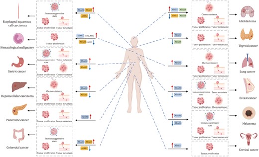 The role of A-to-I regulators in human cancer. ADARs in various human malignancies, and their dual roles in the promotion or suppression of tumorigenesis by modulating cell proliferation, metastasis, or anti-tumor immune response.