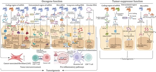 Molecular mechanisms linking dysregulation of RNA A-to-I modification to tumorigenesis. Molecular mechanisms of A-to-I regulators (mainly ADAR1, ADAR2, and ADAR3) in regulating cancer progression through A-to-I modification of mRNA coding region, untranslated mRNA region, microRNA, long noncoding RNA, and circular RNA.