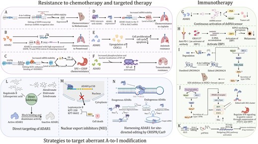 Therapeutic approaches targeting A-to-I RNA editing in cancer. (A) ADAR1 positively regulates the expression of DHFR by editing the miR-25-3p and miR-125a-3p binding sites in the 3ʹ-UTR of DHFR, enhancing resistance to methotrexate. (B) ADAR2 drive chemo-resistance to pemetrexed in mesothelioma cells by promoting DHFR mRNA expression and splicing of active folylpolyglutamate synthetase. (C) ADAR1–KHDRBS1–SCD1 axis drives CRC chemoresistance by enhancing lipid droplet formation. (D) DDX1 mediates cisplatin chemoresistance via an ADAR1/RAC3 axis. (E) ADAR1 enhances Alu-dependent editing and transcriptional activity of GLI1 and promotes immunomodulatory drug resistance. (F) ADAR1 desensitizes NSCLC/AR cells to Anlotinib by downregulating CX3CL1. (G) ADAR3 promotes NF-κB activation and impacts resistance to temozolomide in glioblastoma cells. (H) Anti-cancer epigenetic inhibitors promote the transcription of repetitive sequences that form dsRNAs and activate the dsRNA sensor pathway. (I) Z-DNA inducer CBL0137 induces the formation of Z-DNA and activates ZBP1. (J) Edited LINC00624 stabilized ADAR1 and further suppressed the innate immune response caused by the IFN response in BC cells. (K) ADAR1 regulates IFN signaling in gastric cancer through the suppression of STAT1 and IRF9 via miR-302a. (L) Multiple potential inhibitors direct target the binding site and deaminase activity of ADAR1. (M) NEIs such as KPT-330, KPT-8602, and leptomycin B sequester ADAR1p150 in the nucleus. (N) Site-directed RNA editing by harnessing ADARs.