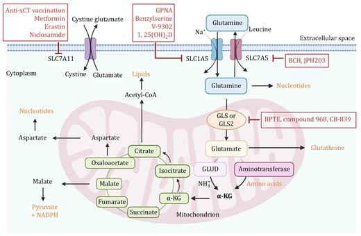 Glutamine metabolic pathways. Glutamine is transported into the cell via transporters SLC1A5 and SLC7A5. Once inside the cell, glutamine can be converted into glutamate by glutaminase (GLS or GLS2). Glutamate then contributes to the production of α-ketoglutarate (α-KG) via glutamate dehydrogenase (GLUD) or aminotransferases, feeding into the tricarboxylic acid (TCA) cycle. This pathway is critical for producing energy, biosynthetic precursors, and maintaining redox balance. Therapeutic Targets: Inhibition of glutaminase by compounds such as BPTES, compound 968, and CB-839 can reduce glutamine metabolism, potentially impairing cancer cell growth. SLC1A5 and SLC7A5 inhibitors include GPNA, Benzylserine, V-9302, and 1,25(OH)2D. Inhibitors such as BCH and JPH203 target SLC7A5. Targeting SLC7A11 with inhibitors like Anti-xCT, Metformin, Erastin and Niclosamide disrupts cystine and glutamate balance, impacting cancer cell survival. The figure was created with BioRender.com.