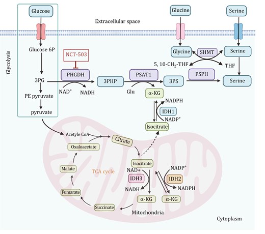 Serine and glycine biosynthesis pathways and the link with mitochondria metabolism. Glucose enters the cell and is metabolized through glycolysis, producing Glucose 6P, 3PG, and pyruvate. 3PG is diverted into the serine biosynthesis pathway, catalyzed by PHGDH, PSAT1, and PSPH, resulting in the production of serine. Serine can be directly utilized, while glycine can be synthesized from serine through the action of SHMT, which facilitates the reversible conversion between serine and glycine. α-KG, derived from glutamate, fuels the TCA cycle. The mitochondrial TCA cycle integrates oxidative and reductive metabolic pathways, involving IDH1, IDH2, and IDH3. IDH3 is NAD+-dependent, catalyzing the oxidative decarboxylation of isocitrate to α-KG, generating NADH and producing energy. IDH2, utilizing NADP+, facilitates the bidirectional metabolism of isocitrate and α-KG, promoting the reductive carboxylation of α-KG to citrate under specific conditions such as hypoxia or mitochondrial dysfunction. In the cytoplasm, IDH1, which also relies on NADP+, catalyzes the same reductive carboxylation reaction, supporting redox balance and lipid biosynthesis. The therapeutic inhibitor NCT-503 targets PHGDH, disrupting serine biosynthesis and impeding tumor growth by exploiting the dependence of cancer cells on this pathway. This highlights the metabolic crosstalk between serine/glycine biosynthesis, glycolysis, and the TCA cycle, emphasizing the involvement of mitochondria in the metabolic reprogramming of cancer cells. Glucose 6P: glucose-6-phosphate; 3PG: 3-phosphoglycerate; 3PHP: 3-phosphohydroxypyruvate; PHGDH: phosphoglycerate dehydrogenase; 3PS: 3-phosphoserine; PSAT1: phosphoserine aminotransferase 1; Glu: glutamate; α-KG: α-ketoglutarate; PSPH: phosphoserine phosphatase; SHMT: serine hydroxymethyltransferase; THF: tetrahydrofolate; IDH: isocitrate dehydrogenase. The figure was created with BioRender.com.