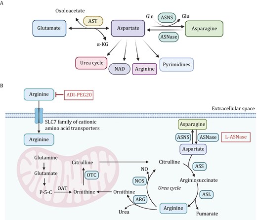 Aspartate-asparagine metabolism and arginine metabolism pathways. (A) Transamination of glutamate with oxaloacetate, reversible catalyzed by AST, produces aspartate and α-KG. Aspartate is a precursor for multiple pathways, including the synthesis of asparagine through ASNS using Gln as a nitrogen donor and its hydrolysis by ASNase to regenerate aspartate. Additionally, aspartate contributes to the urea cycle, NAD biosynthesis, arginine production, and pyrimidine nucleotide biosynthesis. (B) Asparagine is synthesized from aspartate through the action of ASNS. Arginine is imported into the cell and plays a crucial role in the urea cycle, which helps eliminate nitrogen waste through urea synthesis. Within the mitochondria, glutamine is converted to glutamate and further to P-5-C by the action of OAT. Citrulline reenters the cytoplasm, where it is converted back to arginine via ASS and ASL. NOS uses arginine to generate NO and ornithine, while ARG produces urea, completing the urea cycle. The inhibition of arginine via ADI-PEG20 and the degradation of asparagine via L-ASNase are depicted, demonstrating potential strategies to starve cancer cells of essential amino acids, thereby suppressing tumor growth. AST: aspartate transaminase; ASNS: asparagine synthetase; Gln: glutamine; ASNase: asparaginase; P-5-C: pyrroline-5-carboxylate; OAT: ornithine aminotransferase; ASS: argininosuccinate synthase; ASL: argininosuccinate lyase; NOS: Nitric oxide synthase; NO: nitric oxide; ARG: arginase. The figure was created with BioRender.com.