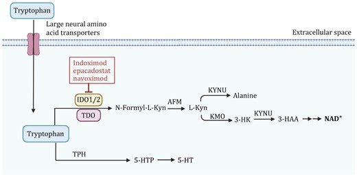 Tryptophan metabolism pathway and its regulation in cancer cells. The enzyme indoleamine 2,3-dioxygenase (IDO1/2) and tryptophan 2,3-dioxygenase (TDO) convert tryptophan into N-formyl-L-kynurenine, which is further metabolized into L-kynurenine (L-Kyn) by arylformamidase (AFM). L-Kyn undergoes multiple conversions via kynureninase (KYNU) to alanine, and through kynurenine monooxygenase (KMO) and KYNU into 3-hydroxykynurenine (3-HK) and 3-hydroxyanthranilic acid (3-HAA), leading to the production of NAD+, a key molecule in cellular energy metabolism. Tryptophan is also converted into serotonin (5-HT) through the intermediate 5-hydroxytryptophan (5-HTP) by tryptophan hydroxylase (TPH). Tryptophan degradation through IDO1/2 can be inhibited by several drugs, including Indoximod, Epacadostat, and Navoximod, which are shown to block the immunosuppressive effects of kynurenine accumulation in cancer cells. The figure was created with BioRender.com.