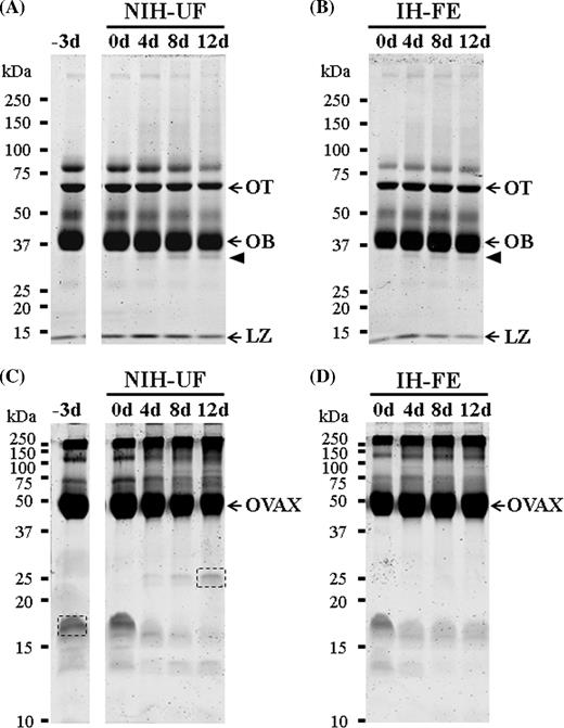 characterization of egg white antibacterial properties during the protein profiles of egg white proteins during egg incubation a b whole