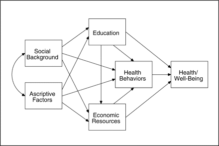 Conceptual model for the effects of social statuses on health and well-being
