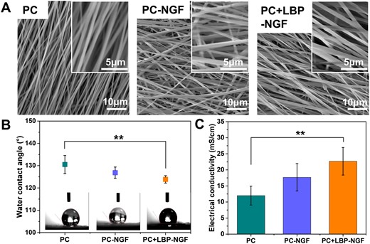 Morphology, hydrophilicity, electrical conductivity, and mechanical properties of various conductive electrospun nanofibers. (A) SEM morphologies, (B) water contact angles and (C) conductivities of electrospun nanofibrous mats in the direction parallel to the fiber orientation. **P < 0.01.