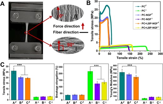 (A) Schematic diagram of mechanical tests performed in two directions. (B) Stress–strain profiles in parallel and perpendicular directions to the fiber orientation. (C) Tensile stress, breakage elongation and Young’s modulus in parallel and perpendicular directions to the fiber orientation. ***P < 0.001. A: PC; B: PC-NGF; C: PC + LBP-NGF. ∥: parallel direction to the fiber orientation; ⊥: perpendicular direction to the fiber orientation.