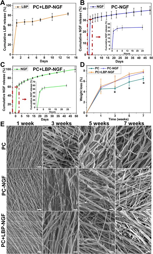 Release patterns of LBP and NGF in conducive nanofibers and the degradation of three different groups of nanofibers in vitro. (A) Cumulative release profile of LBP in PC + LBP-NGF nanofibers. (B and C) Cumulative release profile of NGF in PC-NGF and PC + LBP-NGF nanofibers, respectively. (D) Weight loss of three different groups of nanofibers after 7 weeks of degradation in vitro. (E) Surface morphology of three different groups of nanofibers after degradation for 1, 3, 5, and 7 weeks in vitro (scale bar: 10 μm).
