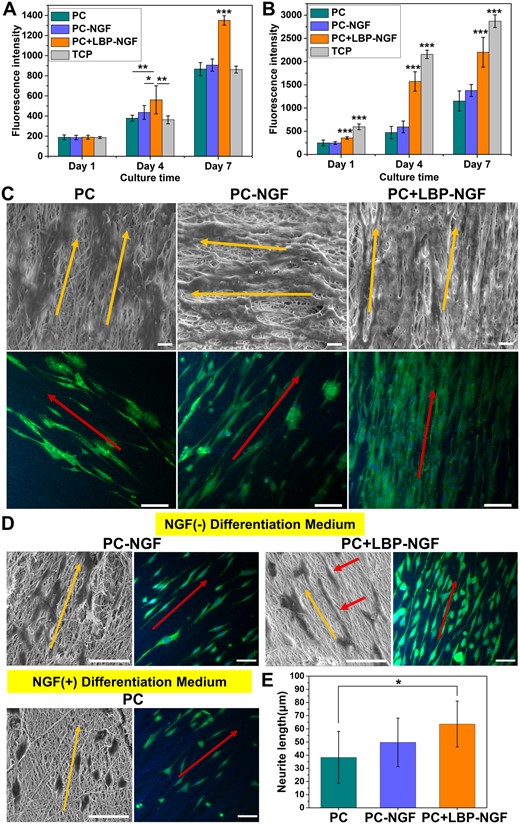 Performance of nerve cells on various electrospun conductive nanofibers. Proliferation of PC12 cells (A) and S42 cells (B) on three different groups of nanofibers. *P < 0.05, **P < 0.01, ***P < 0.001. (C) Morphologies of S42 cells cultured on nanofibrous mats for 7 days, characterized by SEM (scale bar: 10 μm) and immunofluorescence staining (scale bar: 100 μm). The cytoplasm was stained with S100 (green), and the nuclei were stained with DAPI (blue). (D) Images of PC12 cells cultured on nanofibrous mats after 7 days of differentiation induction, characterized by SEM and immunofluorescence staining. Scale bar: 50 μm. (E) Average neurite length of differentiated PC12 cells in different fibrous scaffolds. Analysis was performed by ImageJ software, and P values (*P < 0.05) are indicated on the chart.