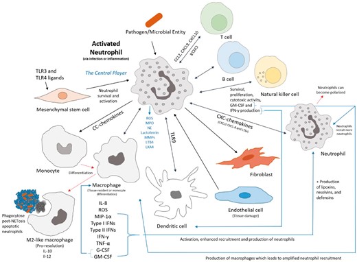  Neutrophil crosstalk with immune and humoral cells and relevant chemical signals that influence and compose the inflammatory response and pathway to resolution via the neutrophil.