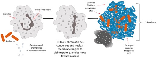  Schematic of the neutrophil undergoing NETosis.