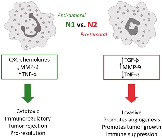  Schematic relays the distinct differences between N1 (anti-tumoral) and N2 (pro-tumoral) neutrophils.