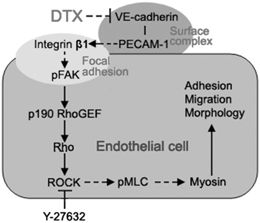 The schematic illustration of the DTX-induced inhibition of HUVECs migration through the VE-cadherin mediated integrin β1/FAK/ROCK signaling pathway. The arrow indicates activation or induction, and the (⊣) indicates inhibition or blockade
