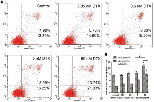 DTX leads to HUVECs apoptosis. (A) Flow cytometry test results. (B) The quantitative analysis based on (A). HUVECs were treated with DTX for 24 h. The data represent the means of three independent experiments ± SD; *P < 0.05 versus control. #P < 0.05 versus 50 nM group