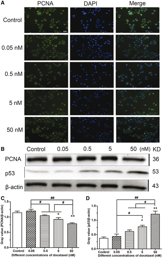 The expression analysis of PCNA and p53 in HUVECs. (A) PCNA immunofluorescence in HUVECs, standard magnification is 40×, and bar is 100 µm. (B) Western blot analysis. (C, D) The quantitative analysis of the gray value based on (B). HUVECs were treated with DTX for 24 h. The data represent the means of three independent experiments ± SD. *P < 0.05; **P < 0.01 versus control. #P < 0.05; ##P < 0.01 versus between experimental groups