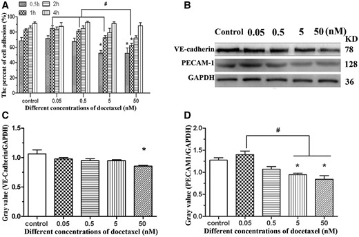 DTX delays HUVECs adhesion. (A) HUVECs adhesion. (B) Western blot. (C, D) The quantitative analysis of the gray value based on (B). HUVECs were treated with DTX for 24 h. The data represent the means of three independent experiments ± SD. *P < 0.05 versus control. #P < 0.05 versus between experimental groups