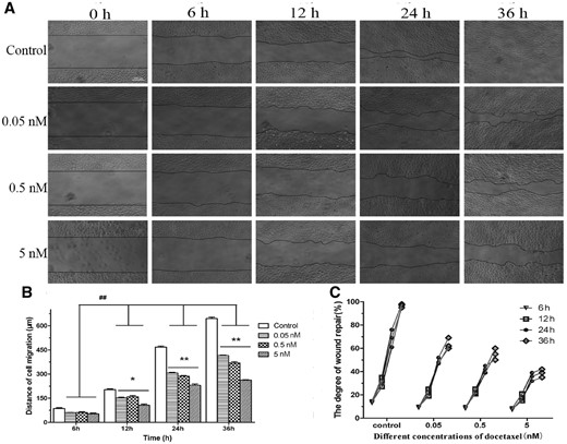 DTX inhibits HUVECs migration by scratch experiment. (A) The microscope images of cell migration, standard magnification is 40×, bar is 200 µm, and the black line is the front of cell migration. (B) The quantitative analysis of migration distance based on (A). (C) The quantitative analysis of wound healing degree based on (A). The data represent the means of three independent experiments ± SD. *P < 0.05; **P < 0.01 versus control. ##P < 0.01 versus between experimental groups