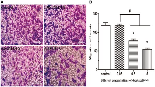 DTX inhibits HUVECs migration by transwell chamber method. (A) The microscope images of cell migration, standard magnification is 100×, and bar is 100 µm. (B) The quantitative analysis according to the average number of cell migration. HUVECs were treated with DTX for 24 h. The data represent the means of three independent experiments ± SD. *P < 0.05 versus control. #P < 0.05 versus between experimental groups
