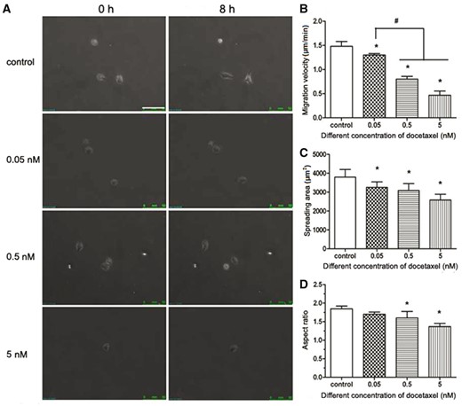 DTX inhibits the migration and spread area of individual HUVEC. (A) The fluorescence microscope images of cell movement, standard magnification is 100×, and bar is 100 µm. (B) Cell migration velocity. (C) Cell spreading area. (D) Cell aspect ratio. HUVECs were treated with DTX for 8 h. The data represent the means of three independent experiments ± SD. *, P < 0.05 versus control. #P < 0.05 versus between experimental groups