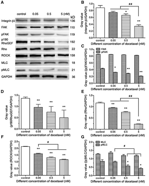 The western blot analysis of integrin-mediated FAK/ROCK signaling pathway in HUVECs. (A) Western blot analysis. (B–G) The quantitative analysis of the gray value based (A). HUVECs were treated with DTX for 24 h. The data represent the means of three independent experiments ± SD. *P < 0.05; **P < 0.01 versus control. #P < 0.05; ##P < 0.01 versus between experimental groups