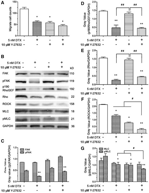 DTX and Y-27632 inhibits HUVECs migration and the western blot analysis in HUVECs. (A) The number of cell migration. (B) Western blot analysis. (C–G) The quantitative analysis of the gray value based (C). HUVECs were pro-treated 2 h with Y-27632 prior to DTX for 24 h. “+” means added a substance, “−” means no join; the data represent the means of three independent experiments ± SD. *P < 0.05; **P < 0.01 versus control. #P < 0.05; ##P < 0.01 versus between experimental groups