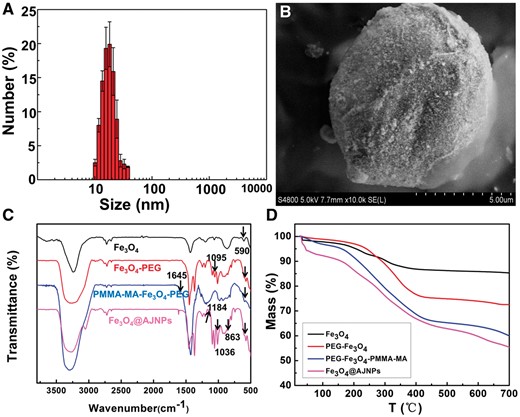 (A) Size distribution of hydrophilic Fe3O4 nanoparticles. (B) SEM image of the Fe3O4/wax composite microsphere. FTIR spectra (C) and TGA curves (D) of Fe3O4 NPs, PEG–Fe3O4 NPs, PEG–Fe3O4–PMMA–MA NPs and Fe3O4@AJNPs