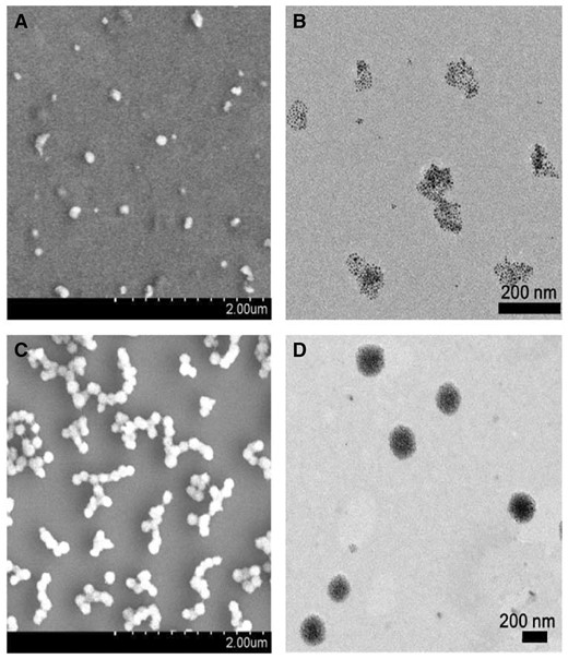 SEM and TEM images of the self-assemblies (A and B) and co-assemblies (C and D)