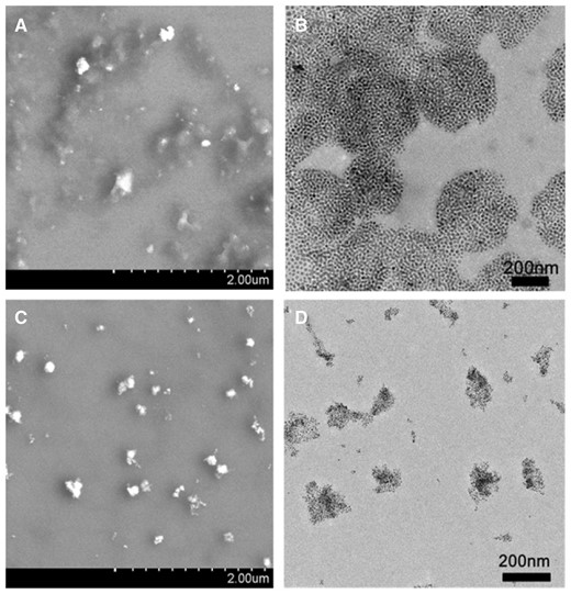 SEM and TEM images for the co-assemblies at pH 5.7 for 30 min (A and B) and 2 h (C and D)