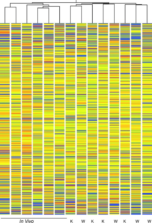Effects of embryo culture on global pattern of gene expression in ...