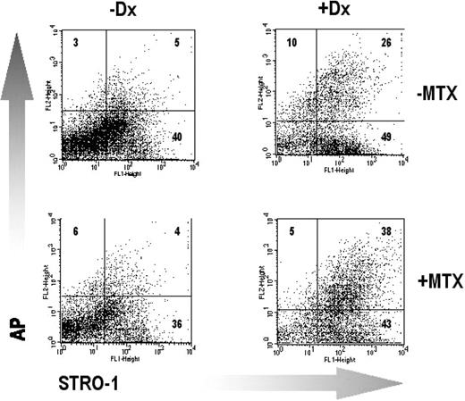 Treatment with MTX does not affect the expression of the developmental markers STRO‐1 and AP in BMSC cultured in the absence or presence of Dx. The results are shown for a single representative donor. The number of cells (percentage of total) recovered in each quadrant is shown. Further details are given in the legend to Table 1.