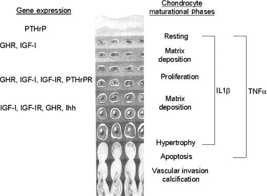 Growth plate gene expression and the chondrocyte maturational phases that may be modulated by the proinflammatory cytokines TNF-α and IL-1β.