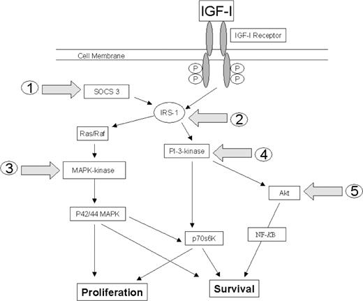 Potential junctures at which proinflammatory cytokines may interrupt IGF-1 signalling: (1) increased SOCS 3 expression; (2) insulin receptor substrate phosphorylation (IRS); (3) MAPK-kinase phosphorylation within the p44/42 mitogen-activated protein kinase (MAPK) signalling pathway; (4) the phosphatidylinositol 3-kinase (PI-3K) signalling pathway; and (5) Akt phosphorylation.
