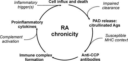 Hypothesized cycle of RA chronicity.