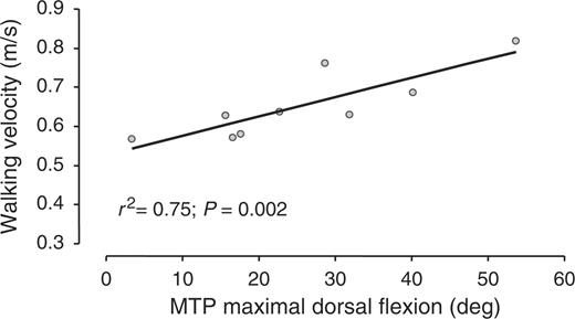 Walking velocity as a function of MTP dorsal flexion range of motion.