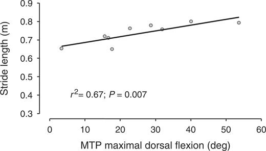 Stride length as a function of MTP dorsal flexion range of motion.